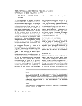 Intracisternal Granules of the Endoplasmic Reticulu?¢I in the Crayfish Oocyte