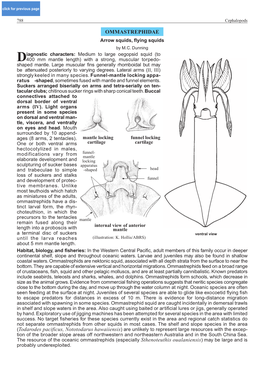Ommastrephidae OMMASTREPHIDAE Arrow Squids, Flying Squids by M.C