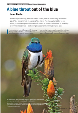 Neotropical Birding 25 63 >> BIRDING at the CUTTING EDGE BLUE-THROATED HILLSTAR