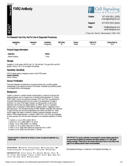 FXR2 Antibody A