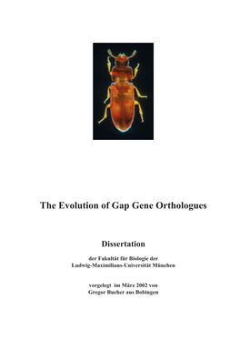 The Evolution of Gap Gene Orthologues