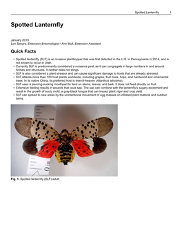 Spotted Lanternfly 1