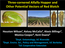 Three-Cornered Alfalfa Hopper and Other Potential Vectors of Red Blotch