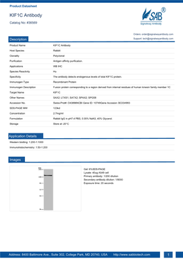 KIF1C Antibody