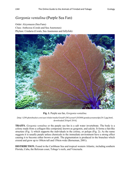 Gorgonia Ventalina (Purple Sea Fan)