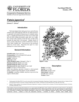 Fatsia Japonica1