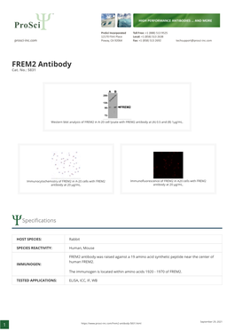 FREM2 Antibody Cat