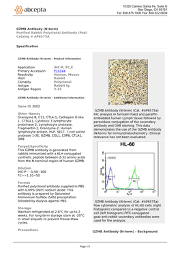 GZMB Antibody (N-Term) Purified Rabbit Polyclonal Antibody (Pab) Catalog # AP6575A