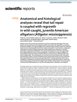 Anatomical and Histological Analyses Reveal That Tail Repair Is Coupled with Regrowth in Wild-Caught, Juvenile American Alligato