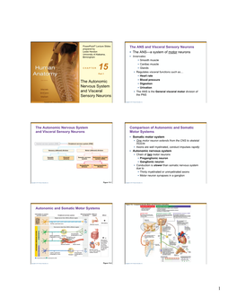 The Autonomic Nervous System and Visceral Sensory Neurons