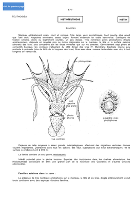 Histioteuthidae Histio