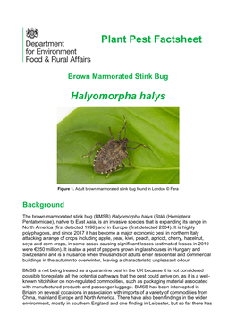 Halyomorpha Halys Plant Pest Factsheet