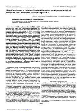 Identification of a Uridine Nucleotide-Selective G-Protein-Linked Receptor That Activates Phospholipasec*