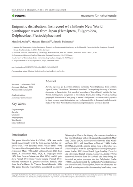 First Record of a Hitherto New World Planthopper Taxon from Japan (Hemiptera, Fulgoroidea, Delphacidae, Plesiodelphacinae)