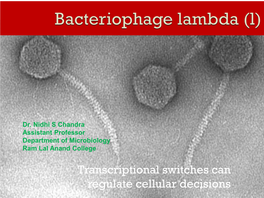 Bacteriophage Lambda