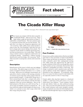 The Cicada Killer Wasp