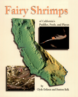 Fairy Shrimps