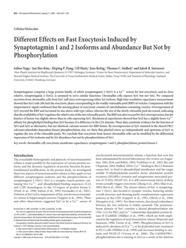 Different Effects on Fast Exocytosis Induced by Synaptotagmin 1 and 2 Isoforms and Abundance but Not by Phosphorylation