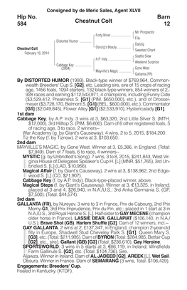 Chestnut Colt Barn 12 Hip No