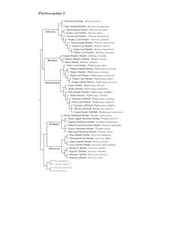 Phylloscopidae Tree