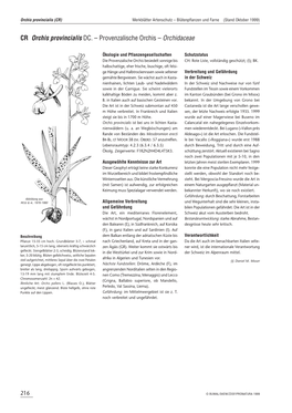 Orchis Provincialis (CR) Merkblätter Artenschutz – Blütenpflanzen Und Farne (Stand Oktober 1999)