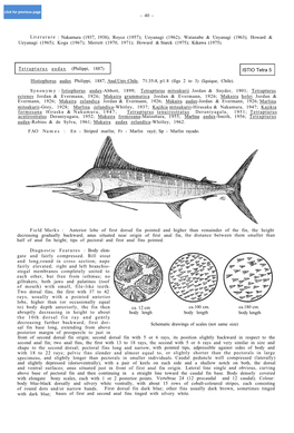 Striped Marlin; Fr - Marlin Rayé; Sp - Marlin Rayado