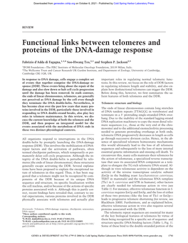 Functional Links Between Telomeres and Proteins of the DNA-Damage Response