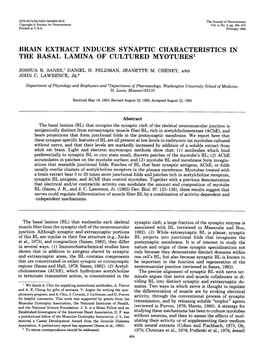 Brain Extract Induces Synaptic Characteristics in the Basal Lamina of Cultured Myotubes