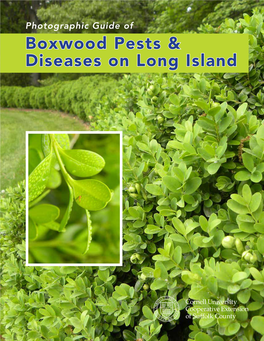 Photographic Guide of Boxwood Pests & Diseases on Long Island