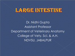 Large-Intestine.Pdf