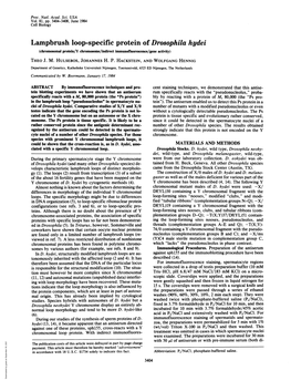 Lampbrush Loop-Specific Protein of Drosophila Hydei (Chromosomal Protein/Y Chromosome/Indirect Immunofluorescence/Gene Activity) THEO J