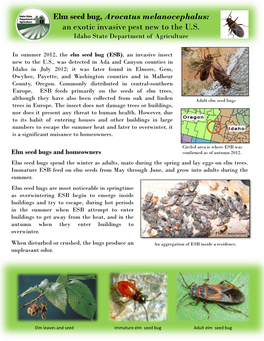 Elm Seed Bug, Arocatus Melanocephalus: an Exotic Invasive Pest New to the U.S