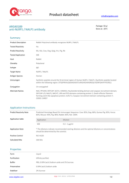 Anti-NLRP1 / NALP1 Antibody (ARG40189)