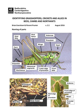 Grasshoppers and Bush-Crickets