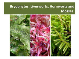 Bryophytes: Liverworts, Hornworts and Mosses. Bryophytes