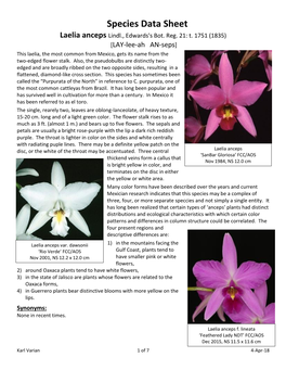 Species Data Sheet Laelia Anceps Lindl., Edwards's Bot