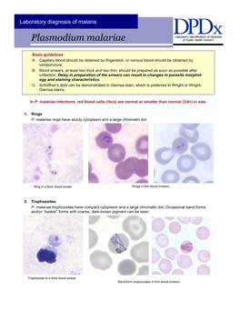 Plasmodium Malariae