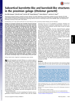 Subcortical Barrelette-Like and Barreloid-Like Structures in the Prosimian Galago (Otolemur Garnetti)