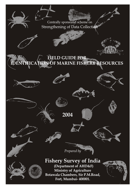 Clupeidae (Herrings, Shads, Sardines, Sardinellas, Pellonas)