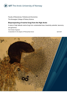 Bioprospecting of Marine Fungi from the High Arctic