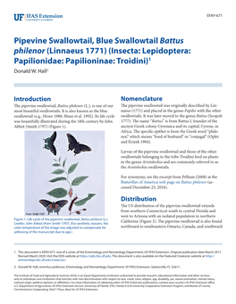 Pipevine Swallowtail, Blue Swallowtail Battus Philenor (Linnaeus 1771) (Insecta: Lepidoptera: Papilionidae: Papilioninae: Troidini)1 Donald W