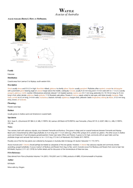 Acacia Truncata (Burm.F.) Hort