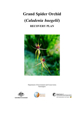 Grand Spider Orchid (Caladenia Huegelii) Recovery Plan
