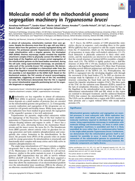 Molecular Model of the Mitochondrial Genome Segregation Machinery In