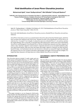 Field Identification of Javan Plover Charadrius Javanicus