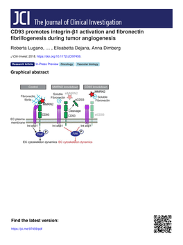 CD93 Promotes Integrin-Β1 Activation and Fibronectin Fibrillogenesis During Tumor Angiogenesis