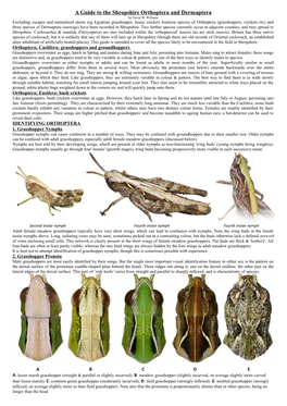 A Guide to the Shropshire Orthoptera and Dermaptera by David W