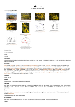 Acacia Nyssophylla F.Muell