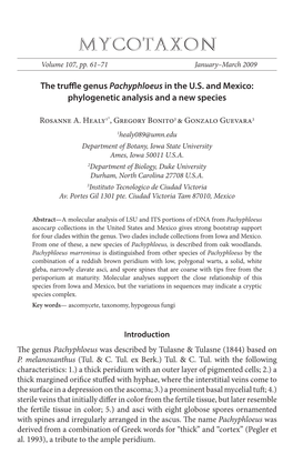 The Truffle Genus &lt;I&gt;Pachyphloeus&lt;/I