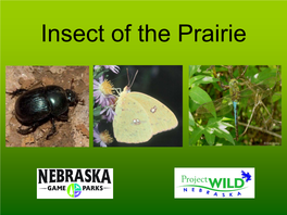 Insect of the Prairie in Nebraska There Are…